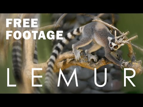 FREE FOOTAGE - Lemur Madagascar | Royalty Free | Free Stock Footage | No Copyright Videos