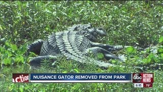 Don't feed the gators, officials say