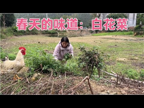 农村春天的味道是一锅白花菜排骨汤 微苦回甘母子4人都很喜欢喝【广西一帆妈妈】