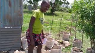  Having A Kitchen Garden In Your Home Is One Way Of Eating Organic Vegetables.