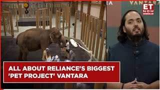 Anant Ambani Unveils Vantara: All About Reliance's New Animal Rescue Project | Vantara