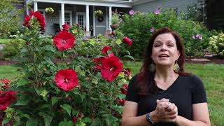 Celebrating our Summerific Hibiscus Varieties!