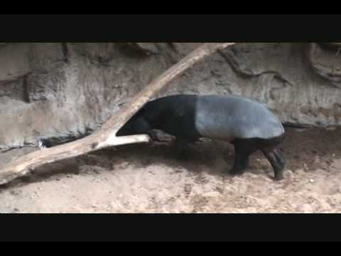 Malayan Tapir Chases Bird - Bronx Zoo - Jack & Mat...