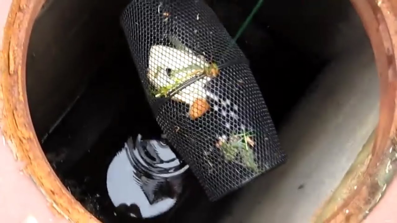 Fish Trap in the Sewer! - YouTube
