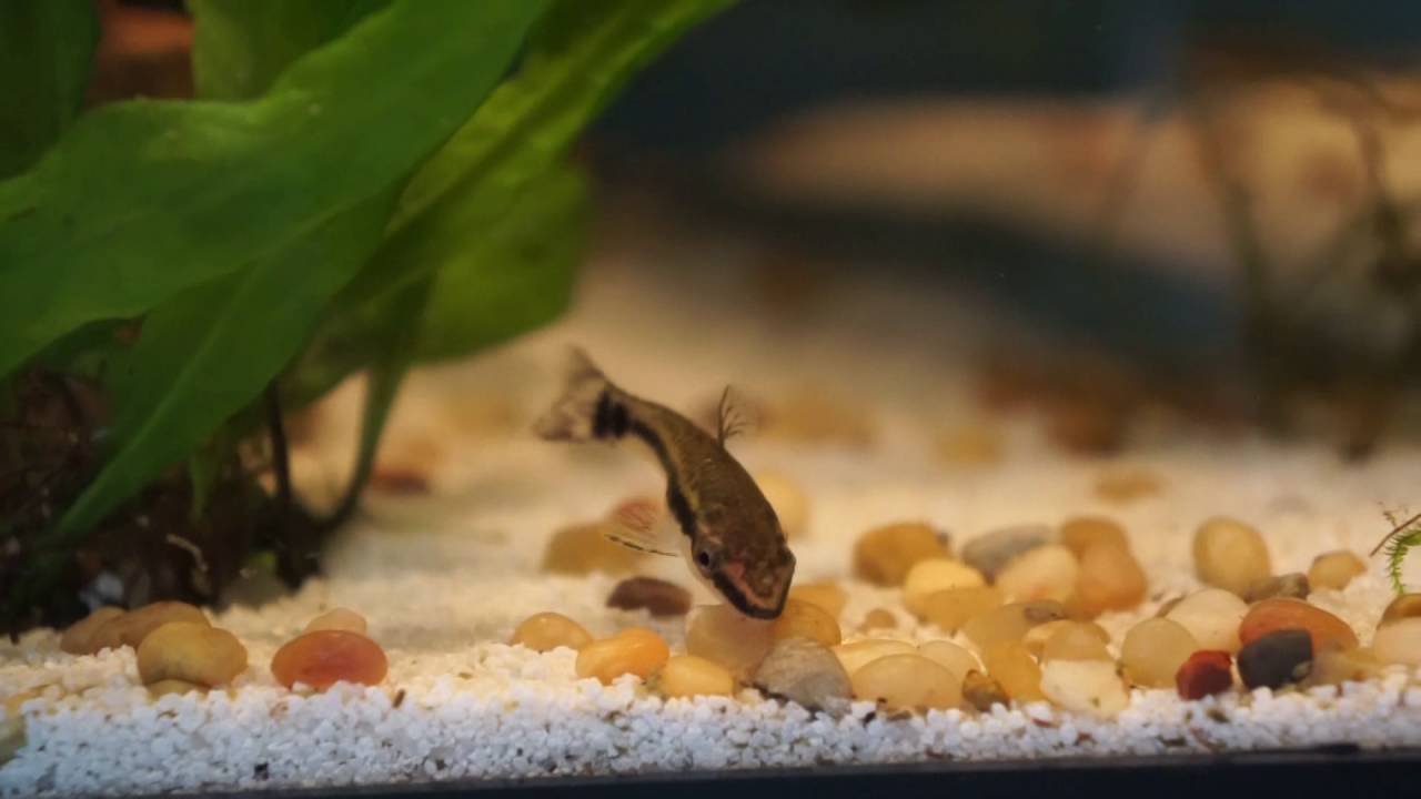 The Cutest Otocinclus