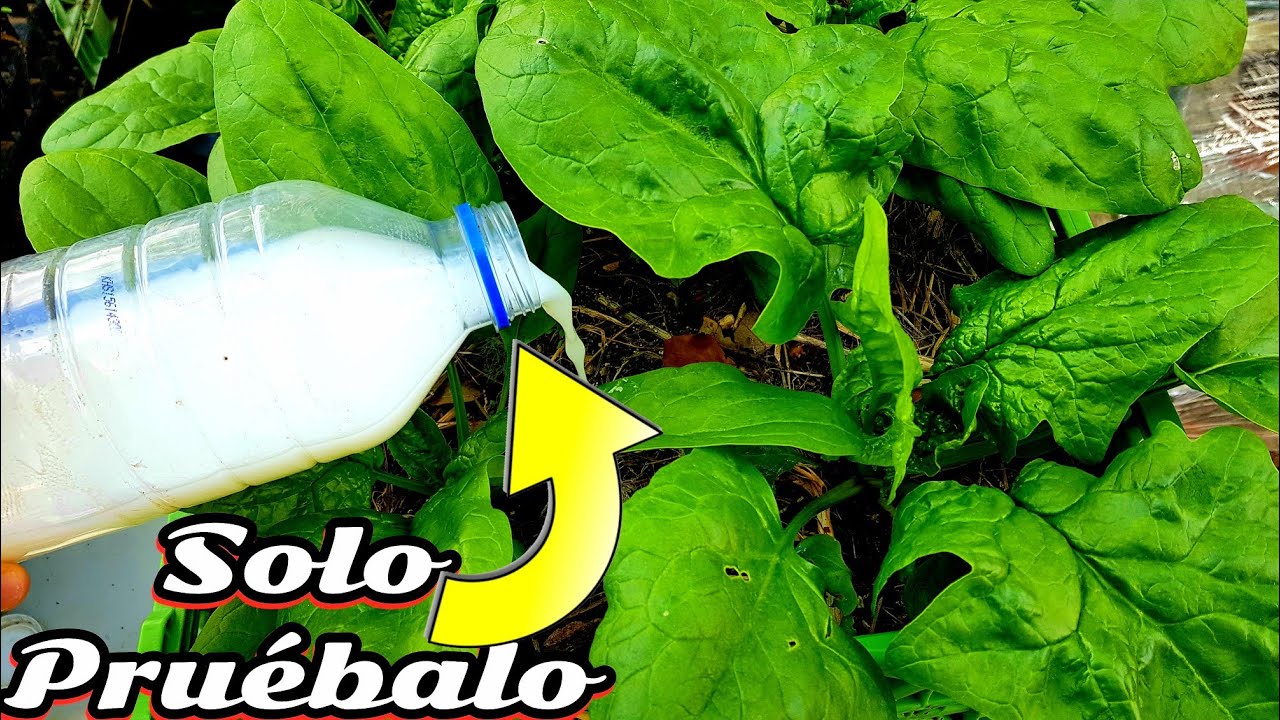 Video Gratis Casero