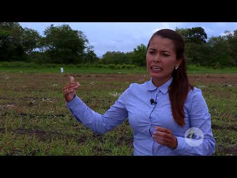 Video: Aprenda sobre suelos con buen drenaje - Cómo saber si el suelo está drenando bien