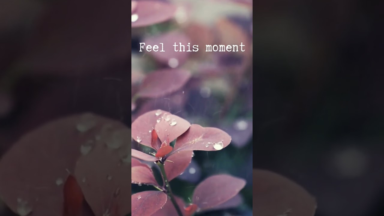 Finding Joy in Every Moment | feel the moment|#moment#joy#feeling #Live#music#pitbul#happy#more