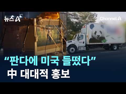 “판다에 미국 들떴다”…中 대대적 홍보 / 채널A / 뉴스A