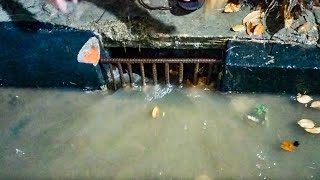 Remove Leaves Clogged Culvert Drain by Beaver Dam Removal 2,446 views 1 month ago 4 minutes, 5 seconds