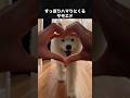 サモエドが世界で可愛いと言われている理由 #サモエド #犬 #いぬ #動物のサムネイル