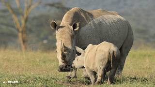 A day of gentle giants - SafariLIVE Sunset - 22 July 2026