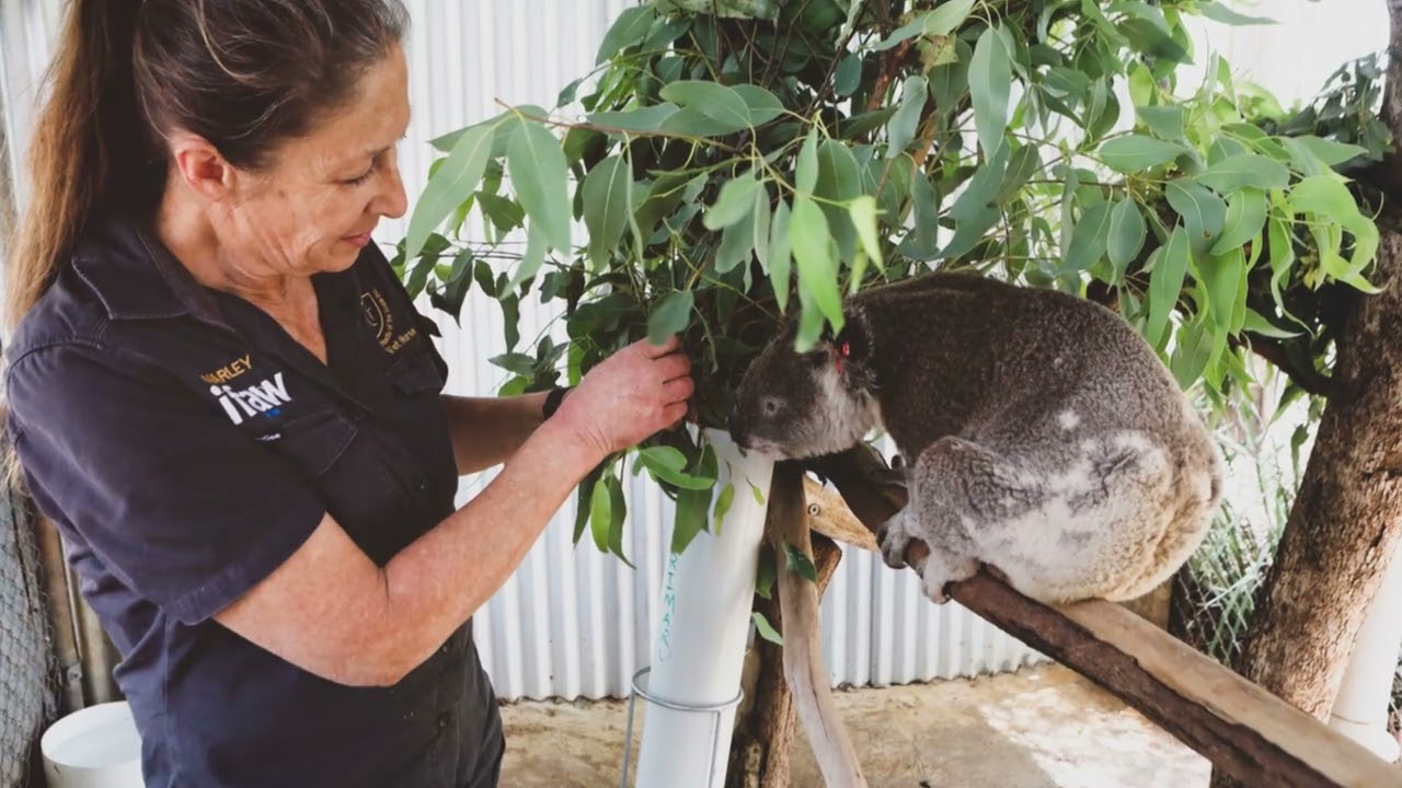 5 Must Visit Spots in Port Macquarie NSW Australia