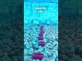 Balkar Ankhila Viral Song 🎵 Cheema Poultry Farm