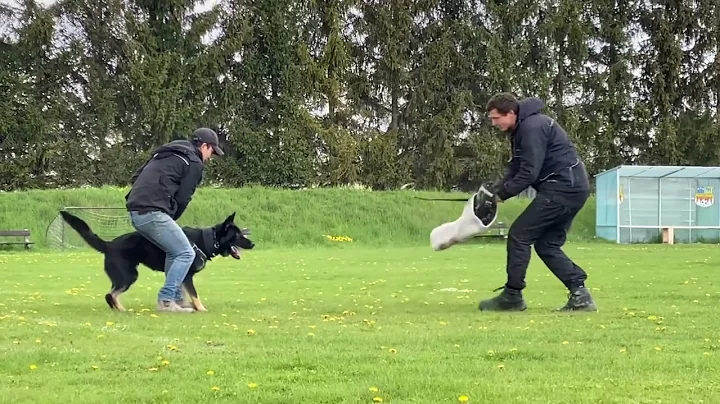 Bond v Haus Le (16 months) Protection training wit...