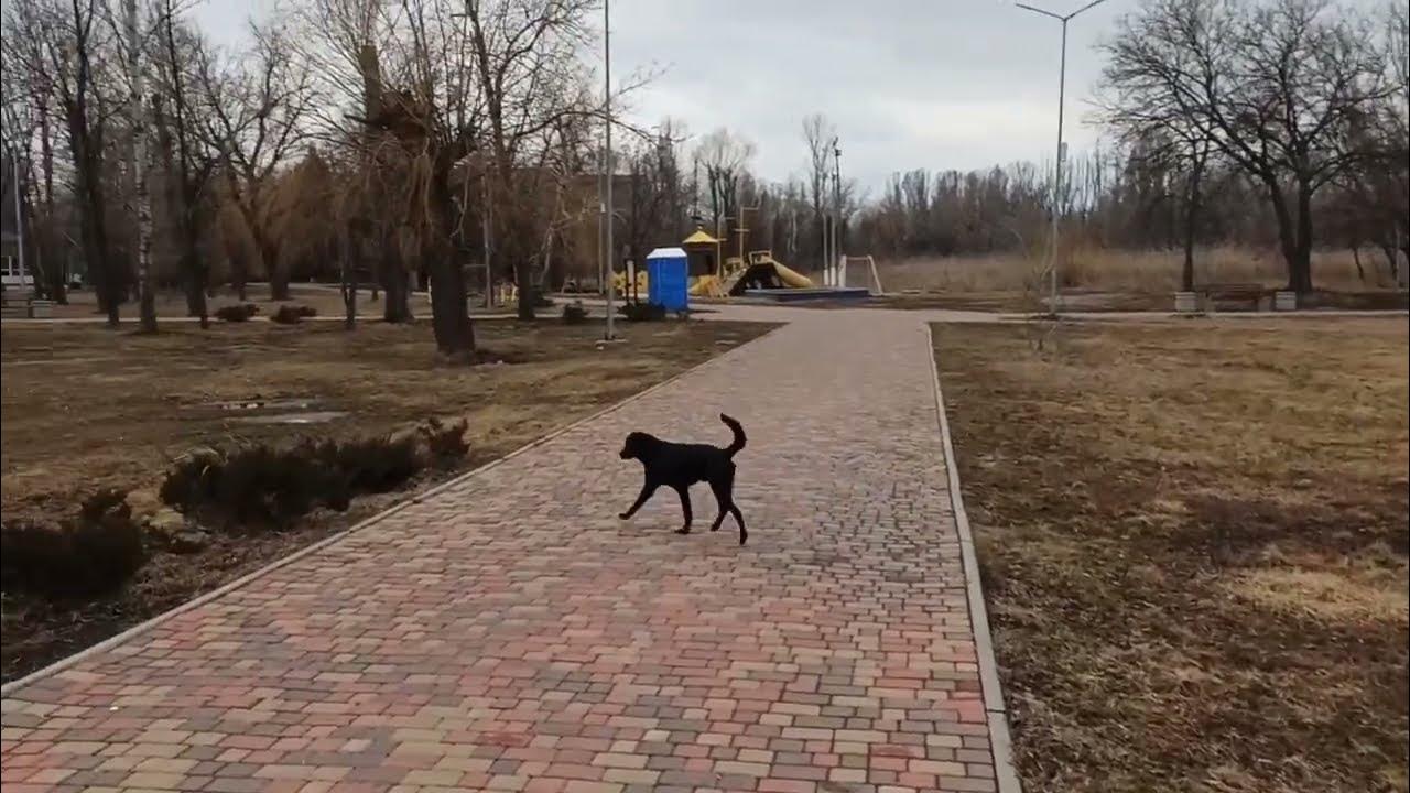 Славянск кладбище. Авито славянск на кубани щенки в дар. Собаки славянска. Потеряшки в славянске на кубани. Собаки славянска.