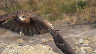 I0082 大分川 トンビ2羽 Oita River 2 Wild black kite