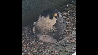 Peregrine chicks, first view 2024