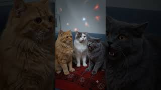 # The scared cat club