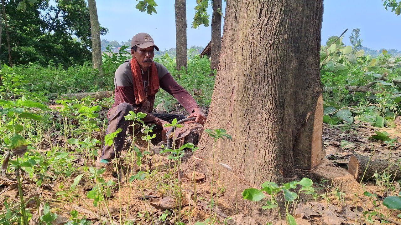 Harga 30juta kayu jati sekebun yang lumayan besar tiga pohon
