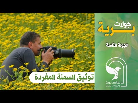 جولة برية 8 توثيق طائر السمن او السمنة المغردة ابو السمن وجها لوجه في جولة برية خاصة