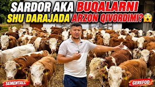 SARDOR AKA BUQALARNI SHU DARAJADA ARZON QIVORDIMI? 