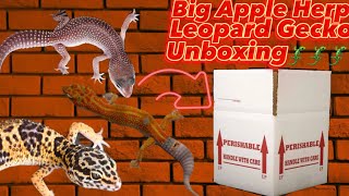 LIVE REPTILES Multiple Leopard Geckos Big Apple Herp Unboxing