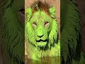 Lion Gets A Green Surprise Hilarious Nature Prank Lion FunnyAnimals Nature Prank WildLife Lion Gets A Green Surprise Hilarious Nature Prank Lion FunnyAnimals Nature Prank WildLife