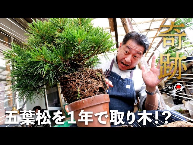 World first] Can you take a layered Japanese white pine in just