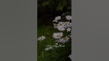 قرآن كريم 💛🕊️ تلاوة مريحة من سورة فصلت  القارئ إسلام صبحي _ هدوء وسكينة مقاطع قرآن قصيرة