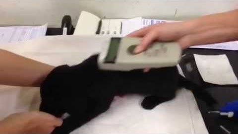 How to use microchips