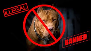 Shocking! Top 10 Dog Breeds That Have Been Banned