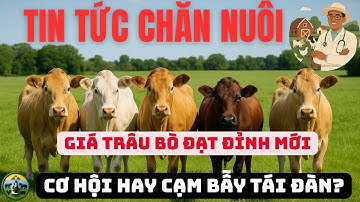 Giá Trâu Bò Tăng Sốc Kỷ Lục 10/2025: Cơ Hội Làm Giàu Hay Cạm Bẫy Tái Đàn?