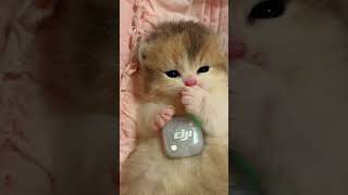 Tiny Paws. Big Sound. | DJI Mic Mini 2S