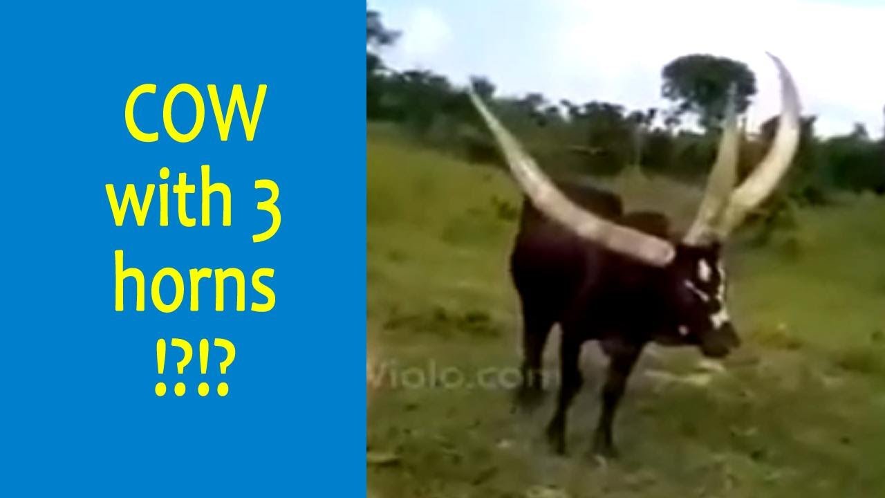 COW with 3 horns!