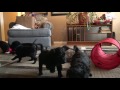 Puppies in the family room 3/20/17