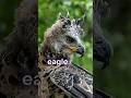 The Leopard Of The Sky Africa S Most Savage Eagle 