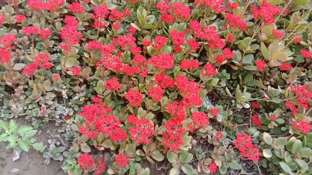 RED CARPET FLOWERS