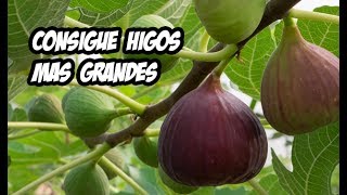 5 Consejos para unos Higos mas Grandes | Huerta Orgánica