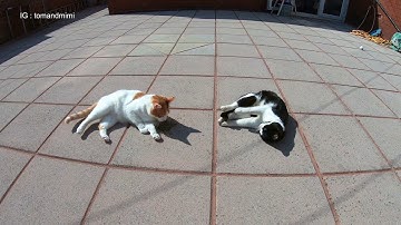 Cats Get High On CatNip | 4K