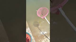 Download Lagu Pseudorasbora Parva Fish Net Catching ! MP3