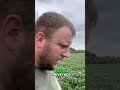 Соя Аполіна: Максимальний урожай завдяки гілкуванню! #соя #farming #село #сільськежиття #agriculture