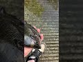 Bluegill Catch &amp; Release “Giant” #fishing #bluegigi #bluegillfishing #bream #fyp
