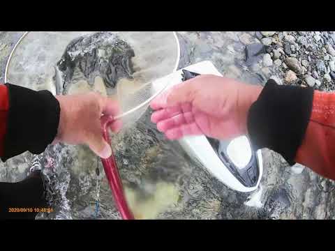 三面川　コロガシ爆釣