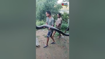 45 kg #Python Rescued In #Guwahati | GPlus #shorts