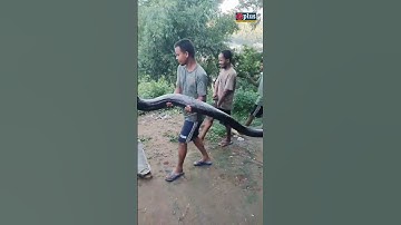 45 kg #Python Rescued In #Guwahati | GPlus #shorts
