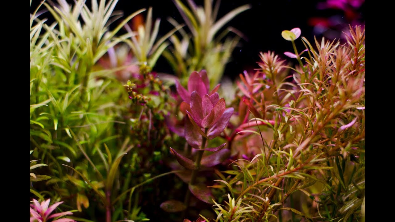 Bacopa colorata - YouTube