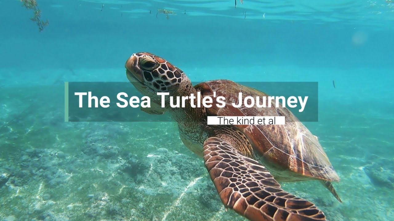 The Sea Turtle’s Journey  | Calming  Story for Sleep & Relaxation