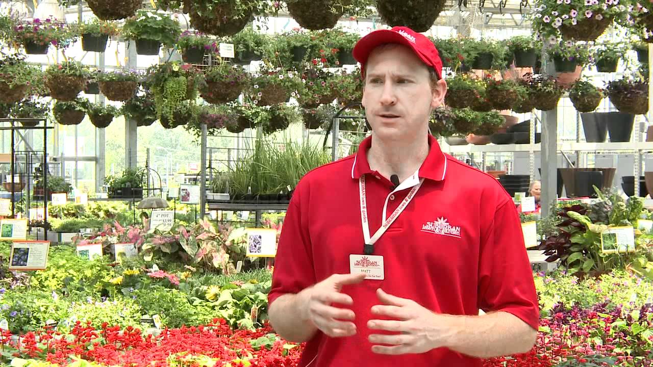 Nurseryworks Profile Suburban Lawn Garden Inc Youtube