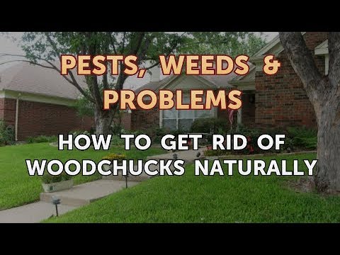 How to Get Rid of Woodchucks Naturally